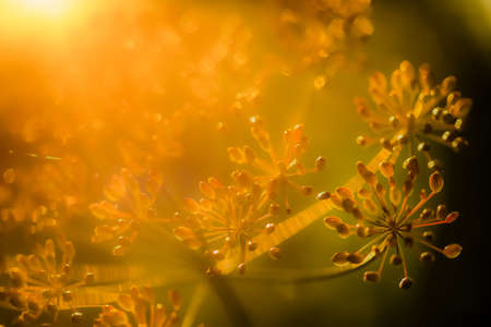 abstract nature background of flower petalsの写真素材