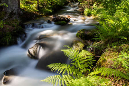 beautiful background of flowing stream is green forest nature therapyの写真素材