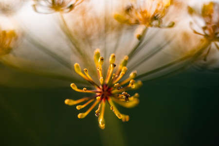 abstract nature background of flower petals