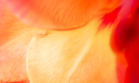 abstract nature background of flower petalsの写真素材