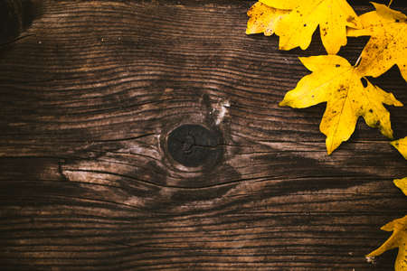 autumn background colorful foliage on wooden backgroundの写真素材