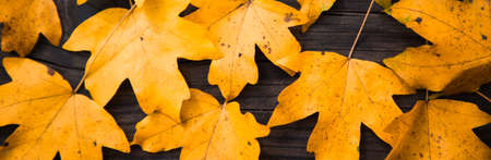 autumn background colorful foliage on wooden background
