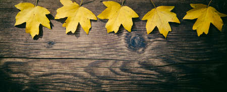 autumn background colorful foliage on wooden background