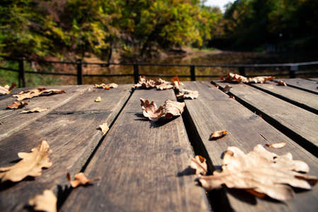 autumn background colorful foliage on wooden backgroundの写真素材