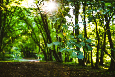 beautiful green forest in summer