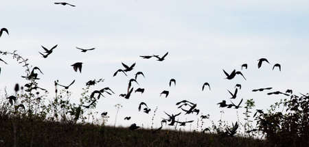 bird silhouettes flying away bannerの写真素材