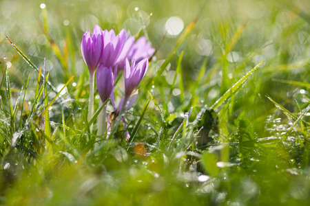 beautiful crocuses in green fieldの写真素材