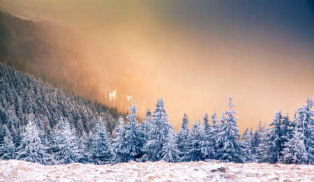 snow covered pine trees amazing winter background