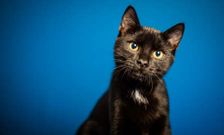 portrait of cute little black cat