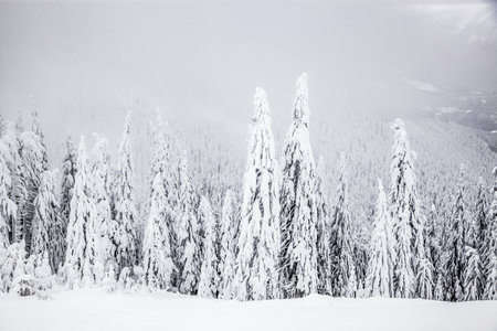 magical winter landscape with snowy firs in the mountainsの写真素材