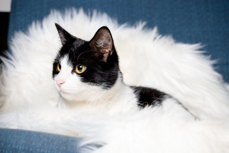 cute little cat sleeping on fluffy white  hygge conceptの写真素材