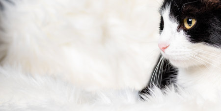 cute little cat sleeping on fluffy white  hygge conceptの写真素材