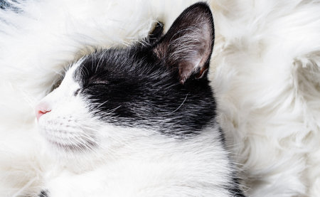 cute little cat sleeping on fluffy white  hygge conceptの写真素材
