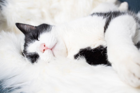 cute little cat sleeping on fluffy white  hygge conceptの写真素材