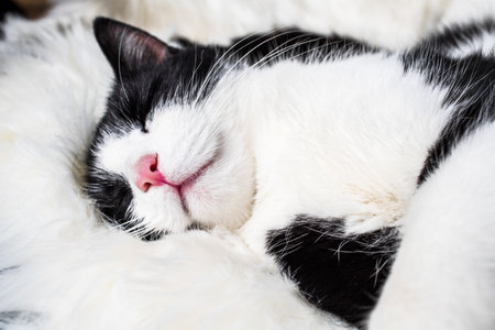 cute little cat sleeping on fluffy white  hygge conceptの写真素材
