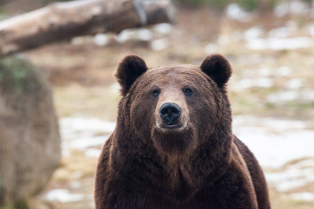 european brown bear portrait in the wilderness