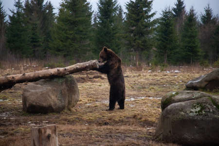 european brown bear portrait in the wilderness