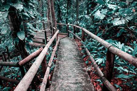 passage in the jungle tidewater green foliageの写真素材