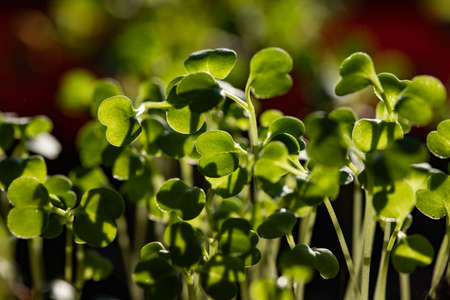 fresh green seedlings growing healthy ecological food microgreens
