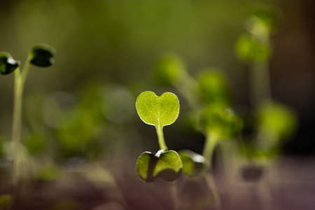fresh green seedlings growing healthy ecological food microgreensの写真素材