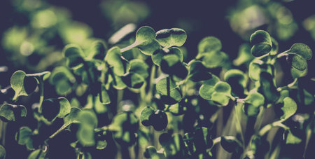 fresh green seedlings growing healthy ecological food microgreensの写真素材