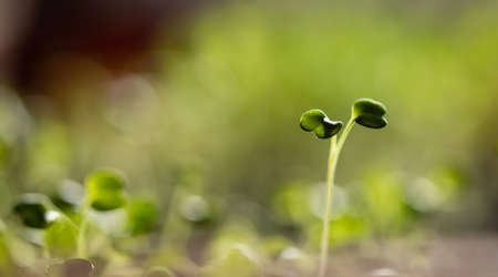 fresh green seedlings growing healthy ecological food microgreensの写真素材