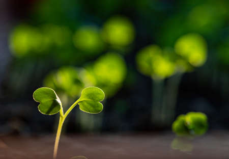 fresh green seedlings growing healthy ecological food microgreens