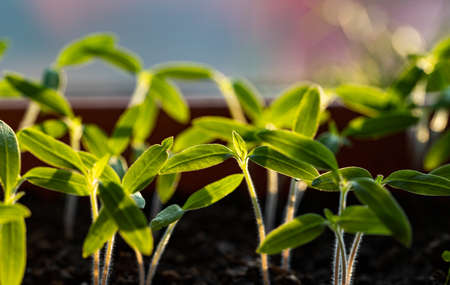fresh green seedlings growing healthy ecological food microgreensの写真素材