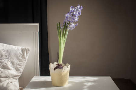 easter spring still life. card mockup, hyacinth in flower pot, Scandinavian interiorの写真素材