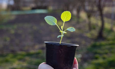seedlings in pot in springtime