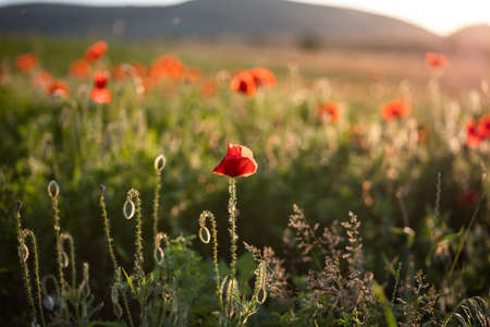 wild poppy field - Armistice or Remembrance day backgroundの写真素材