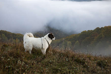happy white dog playing outdoors in autumn landscape
