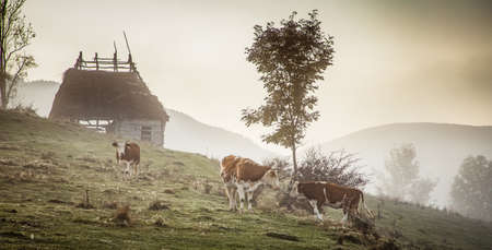 beautiful foggy autumn morning landscape in rural Transylvania