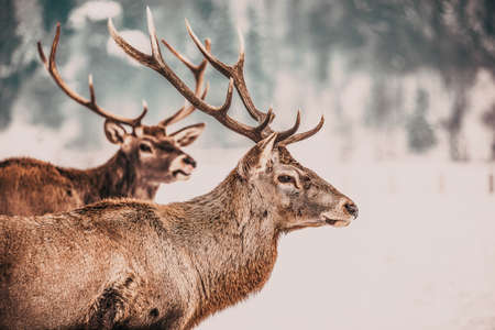 noble deer male in winter snowの写真素材