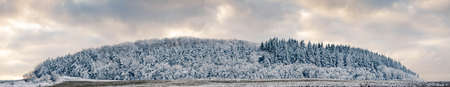 banner of beautiful winter landscape  snow covered pine forest