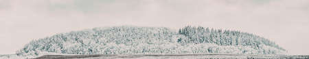 banner of beautiful winter landscape  snow covered pine forest