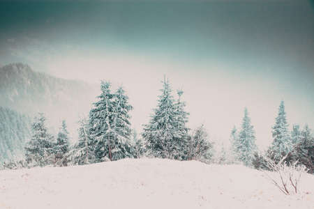 winter wonderland - Christmas background with snowy fir trees in the mountains