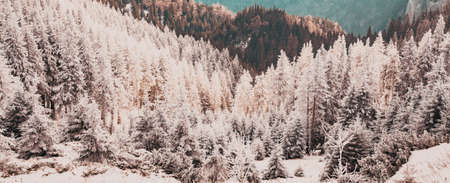 winter landscape with snowy fir trees in the mountains