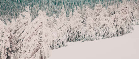 amazing winter landscape with snowy fir treesの写真素材