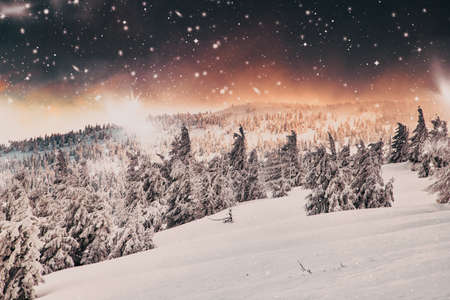 amazing winter wonderland landscape with snowy fir trees at nightの写真素材