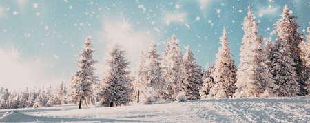 amazing winter wonderland landscape with snowy fir treesの写真素材