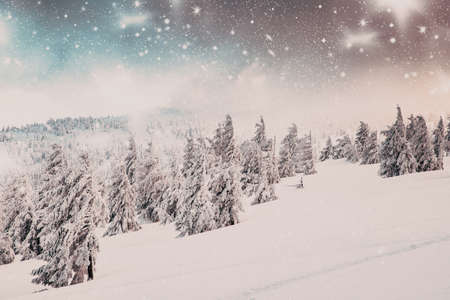 amazing winter wonderland landscape with snowy fir treesの写真素材
