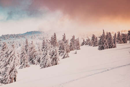 amazing winter landscape with snowy fir trees