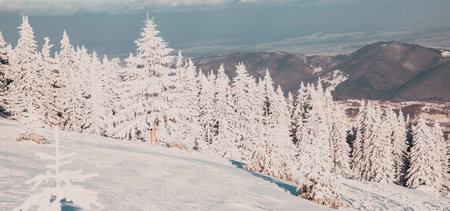 amazing winter landscape with snowy fir treesの写真素材