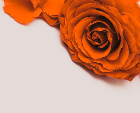 red roses and petals happy Valentinesの写真素材