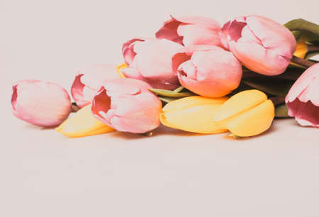 mother's day background beautiful bunch of fresh tulipsの写真素材