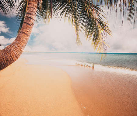 palm trees exotic tropical nature backgroundの写真素材