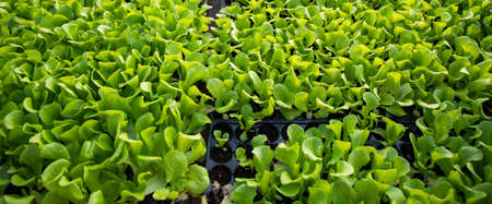 seedlings growing in spring organic bio gardening