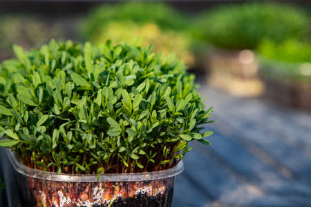 microgreens growing  organic bio gardening