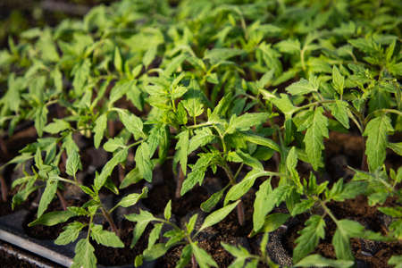 seedlings growing in spring organic bio gardeningの写真素材